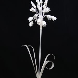 Allium-Nectaroscordum-2017-1